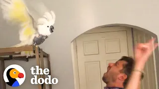 Bird Who Lost Her Owner Loves Dancing With New Dad The Dodo 