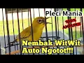 Download Lagu Masteran Pleci Agar Ngotot Bunyi Dan Nembak-Nembak!!!