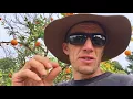 Three ways to help a sick Citrus tree immediately