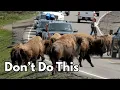 8 Yellowstone Mistakes That Can Ruin Your Trip