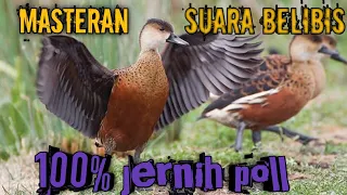 masteran suara pemanggil belibis 100 jernih poll