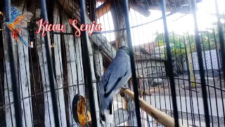 burung kutilang sutra abu abu gacor teler full isian