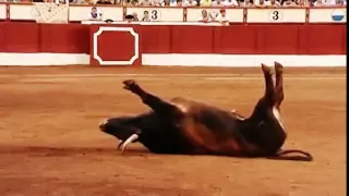 مصارع ثيران يقلب ثور هائج 