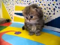 Cute Persian kittens the I Litter 1 of - 7 10 11