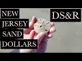Beachcombing New Jersey Shell Identification - Beach Combing Shelling NJ for Shells Sand Dollars