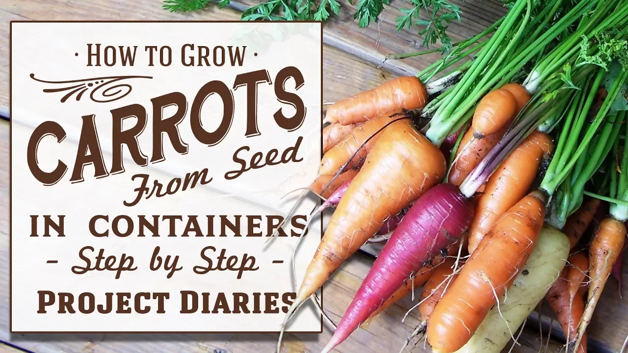 ★ How to: Grow Carrots from Seed in Containers (A Complete Step by Step Guide)
