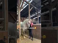 Download Lagu Onzichtbaar halster bij paard! Werkt dit echt 😱 #paarden #paardensport #paardenvlog #paardrijden