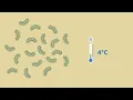 Download Lagu How can you protect yourself from listeria in food?