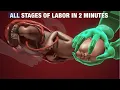 Download Lagu Alle fasen van de bevalling in 2 minuten – 3D-animatie | Het natuurlijke geboorteproces uitgelegd
