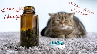 نزلات البرد عند القطط والعلاج المنزلي وهل معدي للانسان 