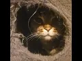 Download Lagu Follow me https://www.facebook.com/viralshortvids #cats #catsoffacebook #catsofyoutube  #shortsfeed