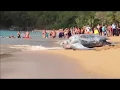 Largest Sea Largest Sea Turtle Giant Leatherback Sea Turtle
