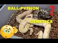 Ball Python genetics Simple Explanation Dominant and Co-Dominant