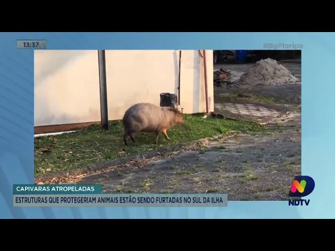 Estruturas que protegeriam capivaras estão sendo furtadas no Sul de Florianópolis