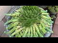 Re-Pot my 10 years old Succulent - Donkey Tail