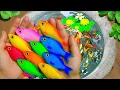 Download Lagu The Incredible Catch Colorful Aquarium Fish In Small Pond, Dragon Guppy,Neon Fish,Pencil Fish,Koi🐳🐳🐳