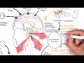 Pharmacology - Antiemetics