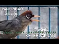 Download Lagu Empukya Suara Burung Poksay Mandarin gacor Terbaik,Memukau Buat Pancingan Poksay anda langsung bunyi