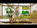Download Lagu PRENJAK BETINA Gacor Panjang Istimewa Suara Jernih Memanggil PRENJAK JANTAN, Cocok Buat MASTERAN.
