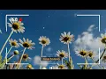 🎧 Luminous Skies Organic House & Ethereal Downtempo Mix 🌌🌼