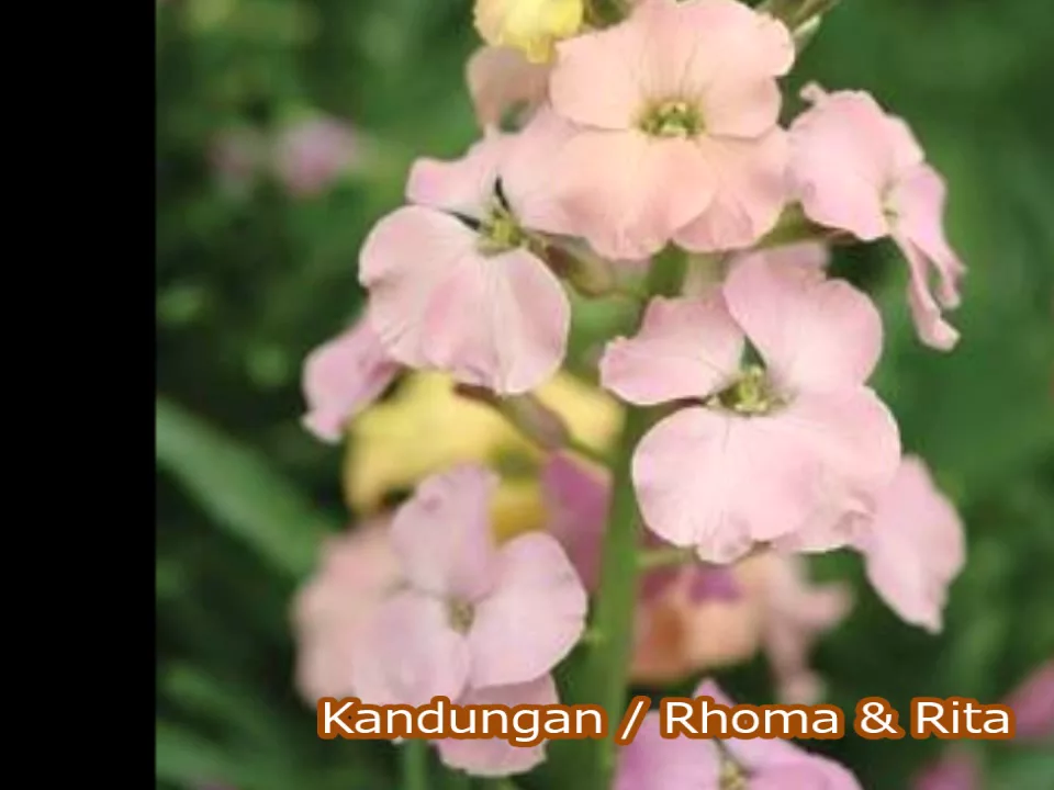 Kandungan / Rhoma & Rita