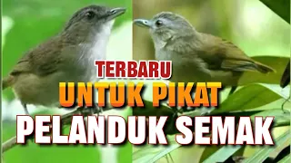 suara pikat pelanduk semak ribut paling ampuh