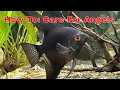 Learn How To Care For Black Angelfish In This Comprehensive Guide