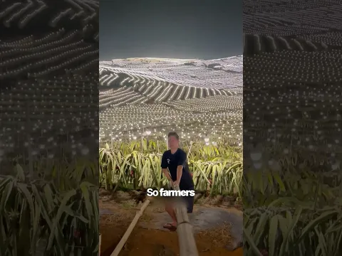 Why are farmers Lighting Up the Night Sky?