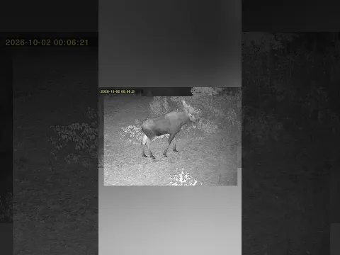 Oh My Gosh, A Moose Notification