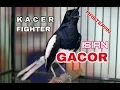 Download Lagu suara KACER FIGHTER isian materi jios dijamin respon gacor