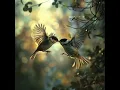 Serene Avian Melodies for Relaxation