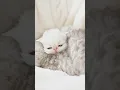 Download Lagu Watch This Fluffy Kitten Get Super Cozy!😻