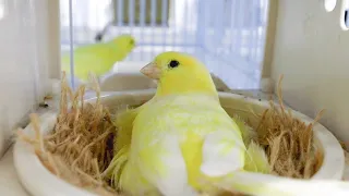 How I breed canaries + mistakes that can destroy your CANARY BREEDING SEASON !