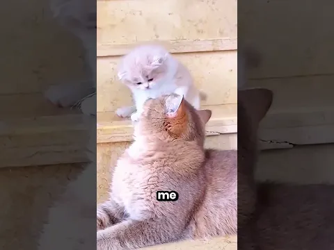 This Little Cat Is Afraid To Go Down The Stairs 😭😂