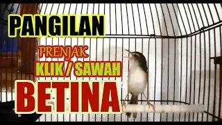 prenjak klik betina memancing prenjak klik jantan agar gacor dan ngebern