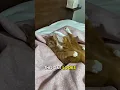 Lagu The Most Relaxed Me-Time Cat! #cat #petsunited #funnycats #funny #pets