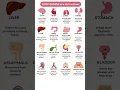 Body organs and their functions