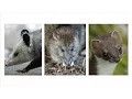 Download Lagu Hewan Paling Dicari di Selandia Baru: Posum, Tikus, dan Cerpelai