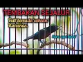 Download Lagu TEMBAKAN SEJALUR KONIN GACOR TEMBAKAN ISIAN KEMADE AMPUH UNTUK MASTERAN TIAP HARI 
