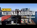 A Magical Day at the National Aquarium with Dolphins Sharks and Jellyfish Get Out of Town