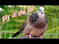 Download Lagu 💦CHIM CU GÁY Giọng Hấp Dẫn ĐỦ BÀI [GÁY GỌI,THÚC,GÙ ]Kích Bổi Nhanh Nổi.Cu Gáy.Cu Đất,Cu cườm.9bb