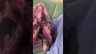 Dog life on a boat . #boatlife #doberman #pets #petsofyoutube #sailing