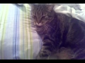 Download Lagu What a feline seizure looks like