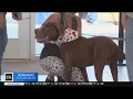 Hundreds of dogs and cats waiting to be adopted at Orange County Animal Care