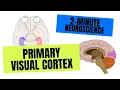 2-Minute Neuroscience Primary Visual Cortex