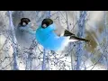 Relaxing Sounds of Birds Nature sounds