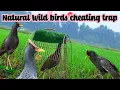 Download Lagu The Natural Voice of Ruak Ruak Birds#Ruak Ruak King👙#sabscribe now 