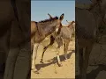 Download Lagu Donkeys #virals #animals #foryou #ytshorts