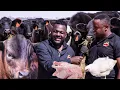 Lagu How Nyams Making Millions of dollars from farming in his rural home in murehwa | Documentary