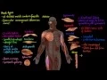Muscle Types